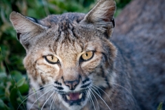 A bobcat's face is highlighted by the setting sun,  (© 2018 Cindi Christie/Cyanpixel)
