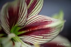 Butterfly amaryllis