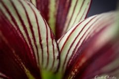 Butterfly amaryllis