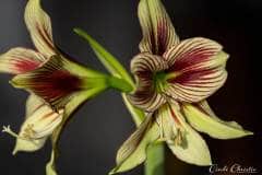 Butterfly amaryllis