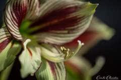 Butterfly amaryllis