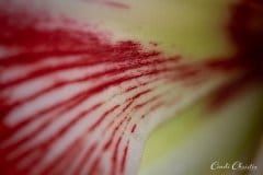 Twinkle amaryllis