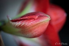 Twinkle amaryllis