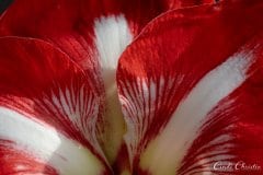 Twinkle amaryllis