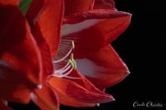 Twinkle amaryllis