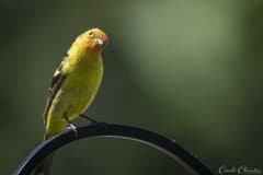 Western tanager
