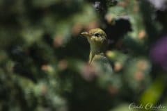 Western tanager