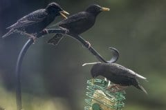 Starlings