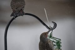 Northern flickers
