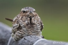 Common nighthawk