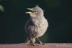 Early bird