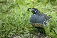 Quail