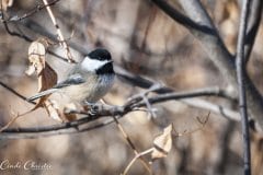 Black-capped chickadee