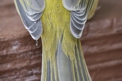 Fledgling