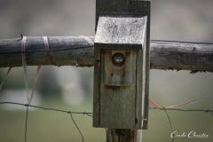 Tree swallow