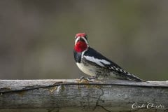 Woodpecker