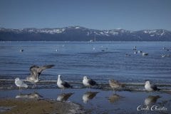 Seagulls