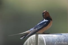 Barn swallow