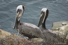 Pelicans