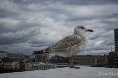 Seagull