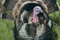 Wild turkey