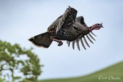Wild turkey
