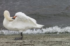 Swans