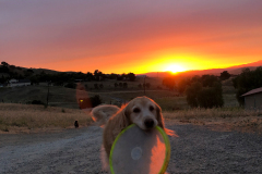 Freyja 2019