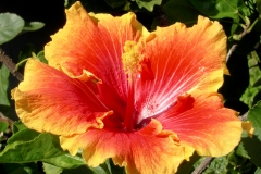 Hawaii