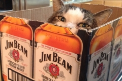 20150311_Jasper_07