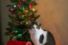 20181206_Jasper_15