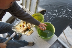 Lemhi River Fish Study