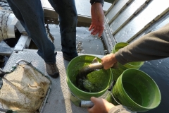 Lemhi River Fish Study