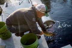 Lemhi River Fish Study