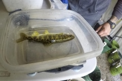 Lemhi River Fish Study