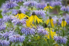 Minnesota prairie flowers