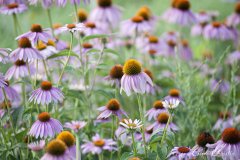 Minnesota prairie flowers