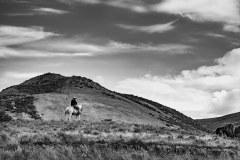 Cattle Drive