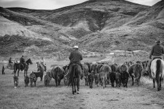 Cattle Drive