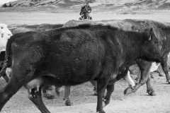 Cattle Drive