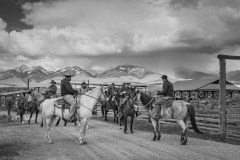 Cattle Drive