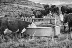 Cattle Drive