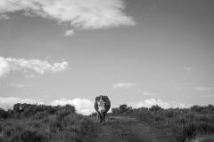 Cattle Drive