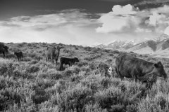 Cattle Drive