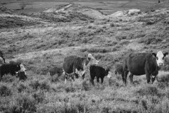 Cattle Drive