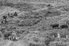 Cattle Drive