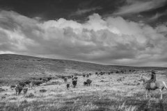 Cattle Drive
