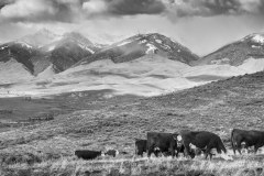Cattle Drive