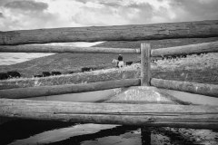 Cattle Drive