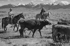 Cattle Drive